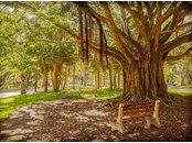 Banyan tree on Venice Ave - Condo for sale at 147 Tampa Ave E #702, Venice, FL 34285 - MLS Number is N6116949